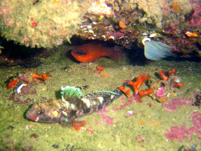 Salmonet real amagat sota la pedra, devant gobi de llabis vermells, cuc espirograf i coralina